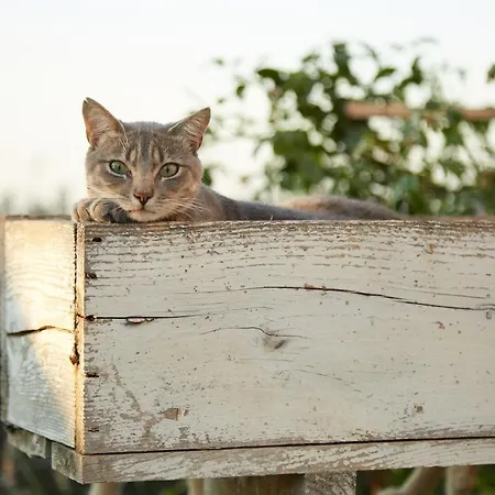 Il Colombarone Villa