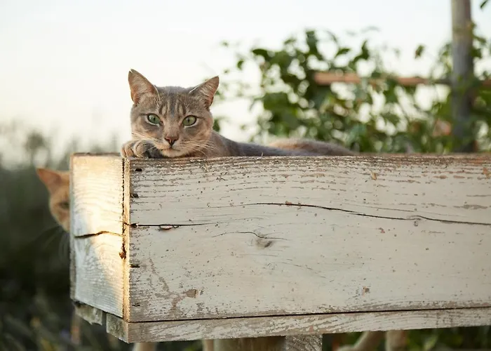 Il Colombarone Вилла